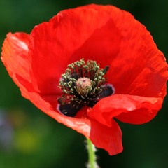 "God of the Living" Proper 27, Sermon, Nov 9, 2025 / Luke 20:27-40