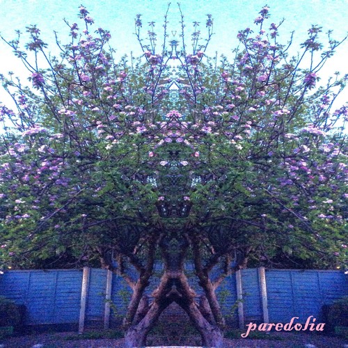 Pareidolia