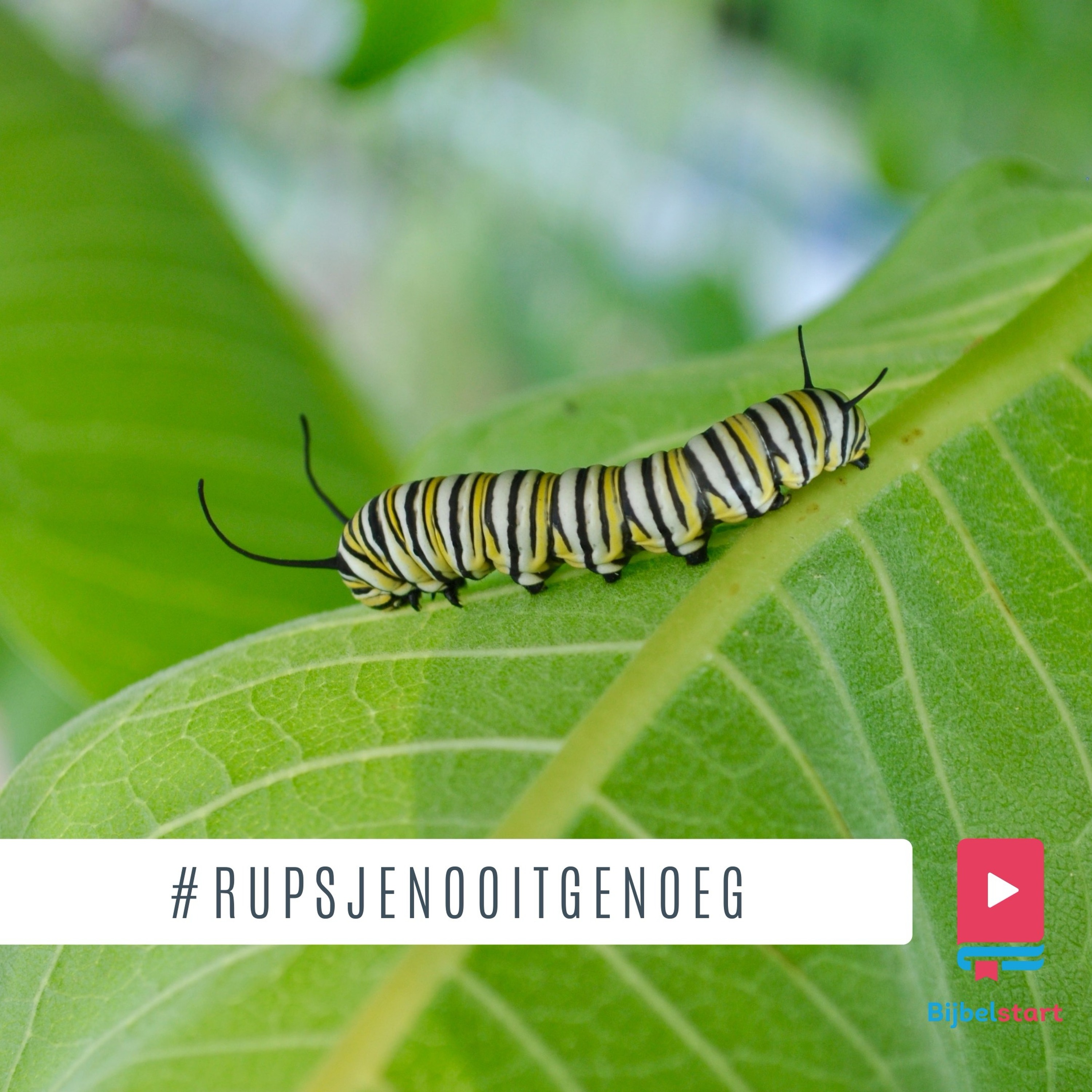 Afl. 134 #rupsjenooitgenoeg episode artwork