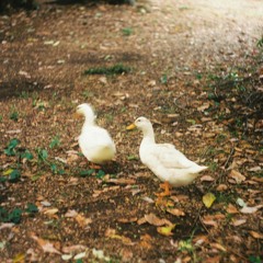 ysinopuedodormir.aac