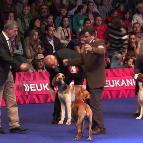 Stream !!WATCHLIVE!!" FCI European Dog Show 2023 LIVE stream FREE EDS