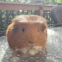 世田谷代田 -- Cody Lee (李) Cover