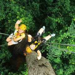Review Special Price Rain Forest Canopy Zipline Adventure From Bangkok