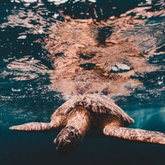 King of the Street.v1