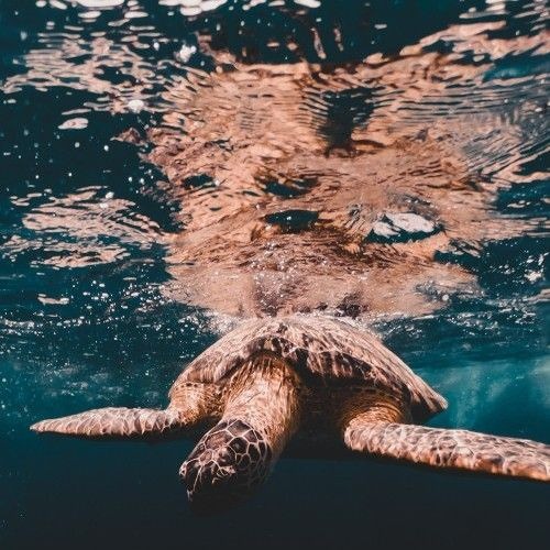 King of the Street.v1