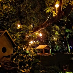 BACKYARD SYMPHONY