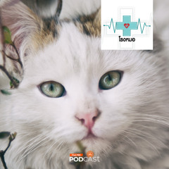 โรงหมอ 2024 EP. 981: โรคเชื้อราแมว พบได้บ่อย ติดต่อได้ แถมอันตราย