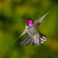 Hummingbird  ~ Ecstatic Dance