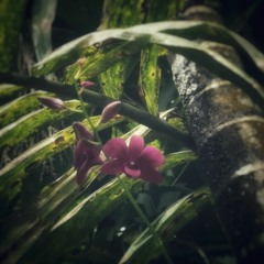 🌴🐟Elshadai Music - Covenant Keeping God [Vanboii Chill ReMix]🐟🌴