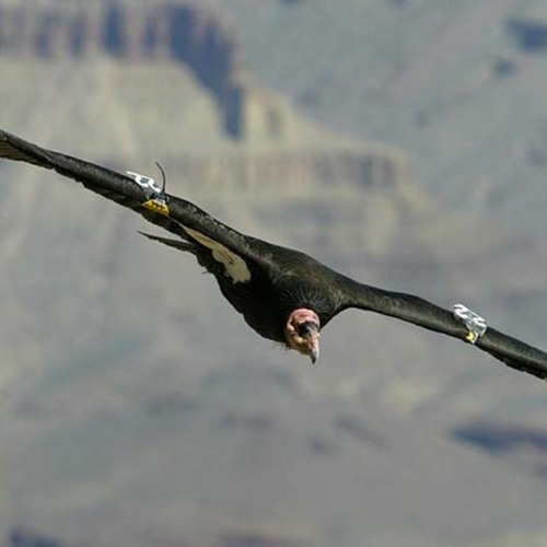 Flight Of The Condor