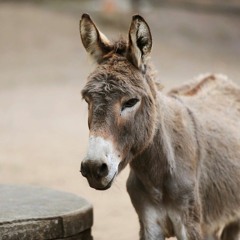 Donkey Luver