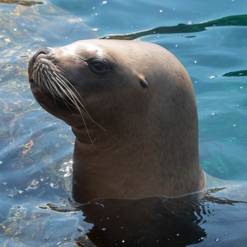 Stream episode Sea Lion Encounter by Colchester Zoo Audio Encounters  podcast | Listen online for free on SoundCloud