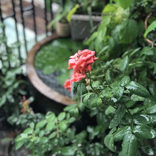 Người hãy quên em đi - MyTam
