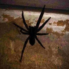 kar†ridz chinese lanterns