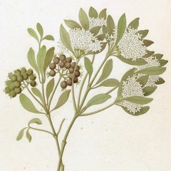 HK_Fantaisies_tracks_243