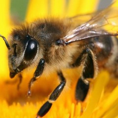 Trip Like a Honey Bee