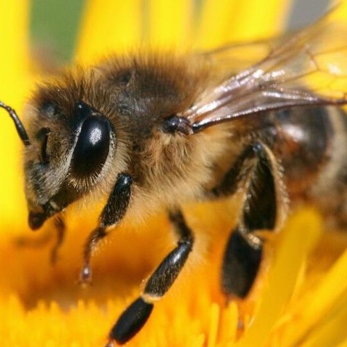Trip Like a Honey Bee