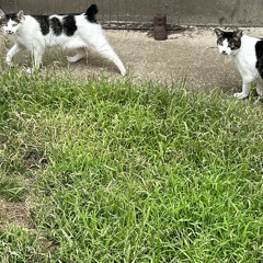 Gaku EndoのSummer High Mixtape Vol.2