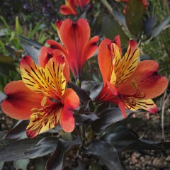 Alstroemeria