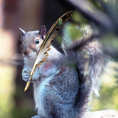 always alert for owls and coyotes, squirrel enjoys some peace