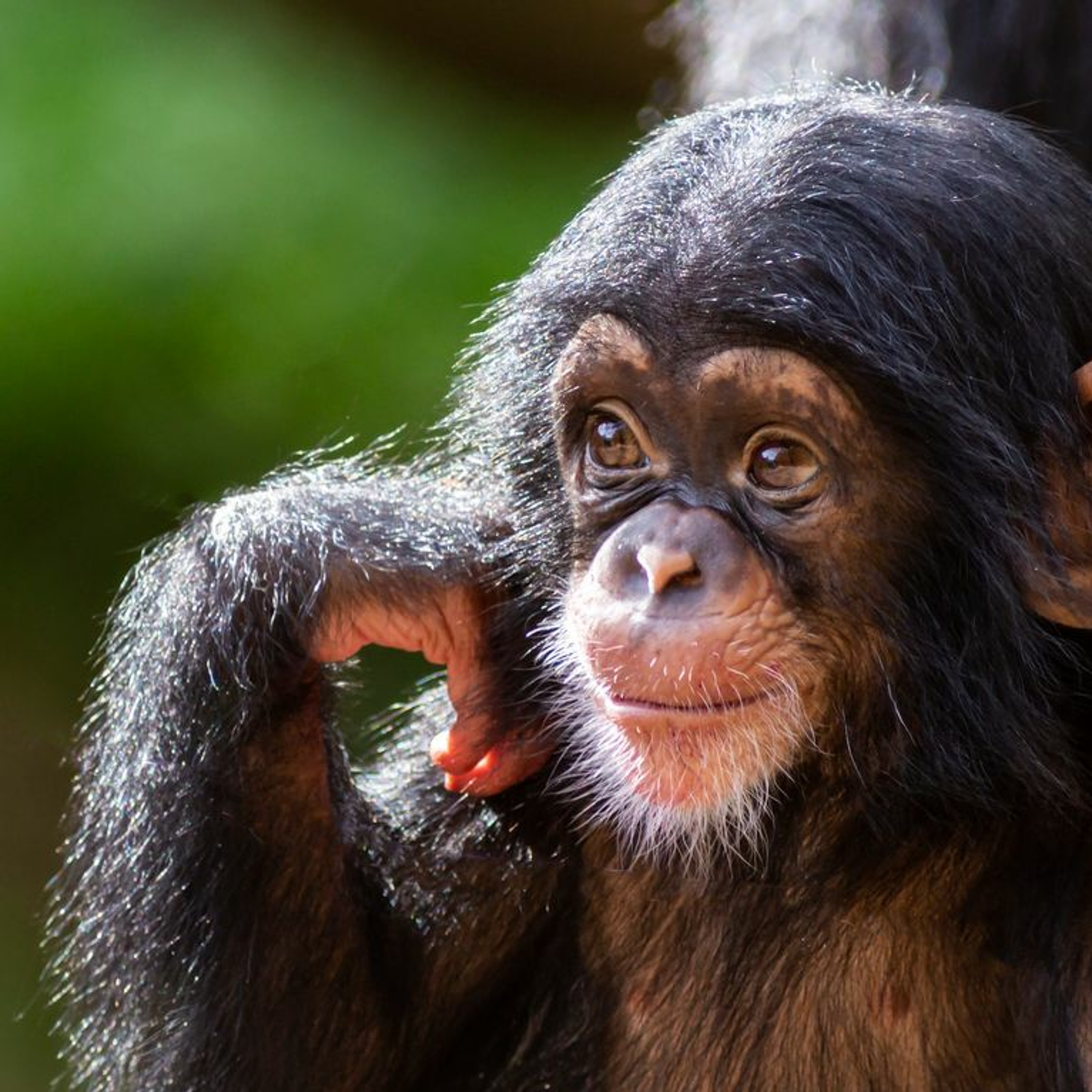 Horóscopos y Mantras 11 - 17 Julio 2022