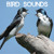 Artwork for Bird Sounds - Gentle Birds and Forest Stream for Relaxation Meditation. Relaxing Nature's Sounds for Sound Therapy calming Birds and Sounds of Nature for Mindfulness Méditation and Relaxation