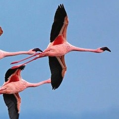 Flamingo entry