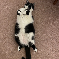 BARDO TWO-STEP (rough)