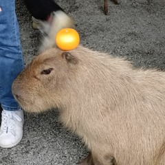 Leellamarz, MEENOI - Talk tomorrow // Kalimba cover