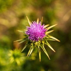 AI Snooze EP05 - Music from plants C3_lead 02_B