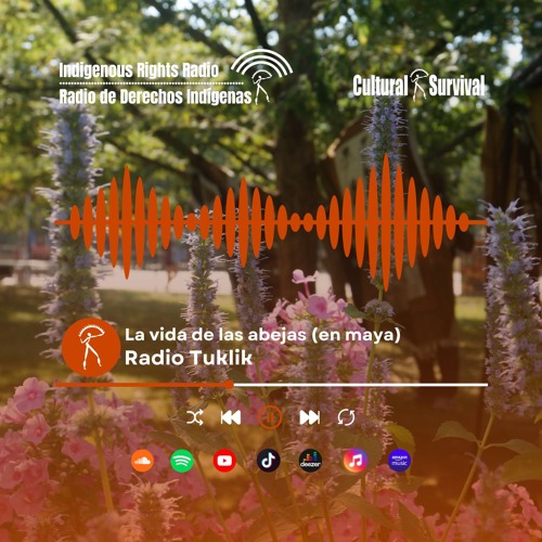 Stream La vida de las abejas (en maya) by Cultural Survival | Listen ...