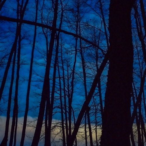 Tree Lurking