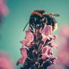 Bumblebees
