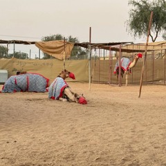 حب الهجن - صالح ال مانعه  (حصرياً) 2024.m4a