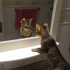 hoje eu só volto amanhã