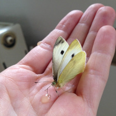 Your Butterfly Memories