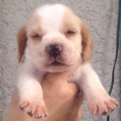 Paubaya (Moira Dela Torre)