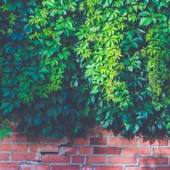 ShademyEyes FromtheLight