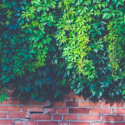 ShademyEyes FromtheLight