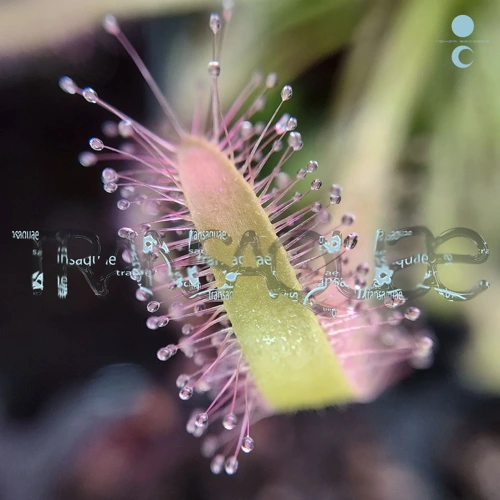 Artwork for the song PREMIERE: Roaming Data - 106 Regulate by whypeopledance on Next Sound