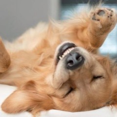 git the gold // お金を得る hamburper x terbik