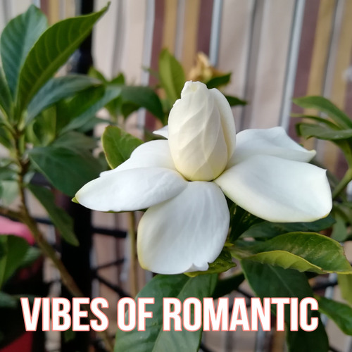 Vibes of Romantic