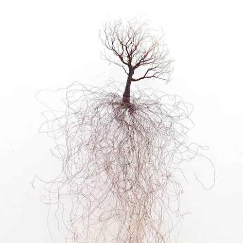 Roots Of Reality