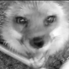 Finnegan Fox Theme Song!