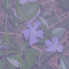 Periwinkle<3