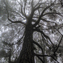 [keygatee] - poison tree (((feat gaba)))