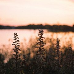 Interlude: By the Meadows of Lethe