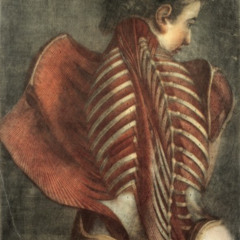 veins