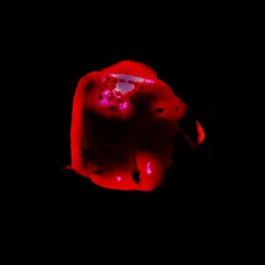 ZLAVE (prod. lethalinject x brutei)