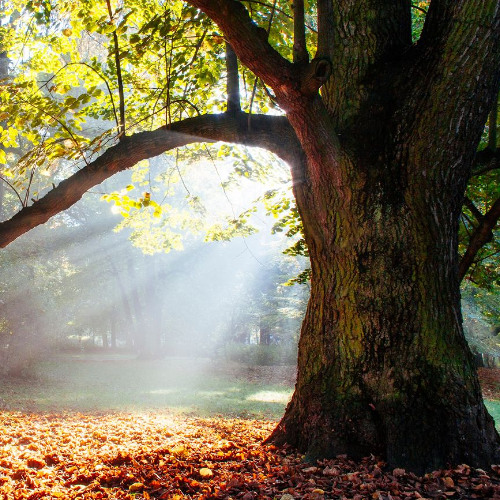 Best of Awake in the World: Love, Death, And Oak Trees In The Garden